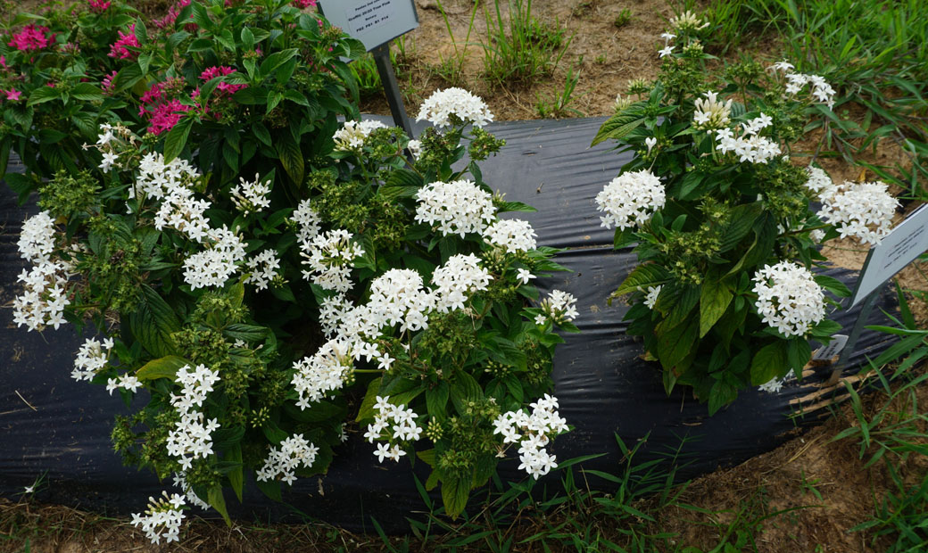 Summer 2020 Annuals – Pentas | East Texas Ornamental Plant Evaluations