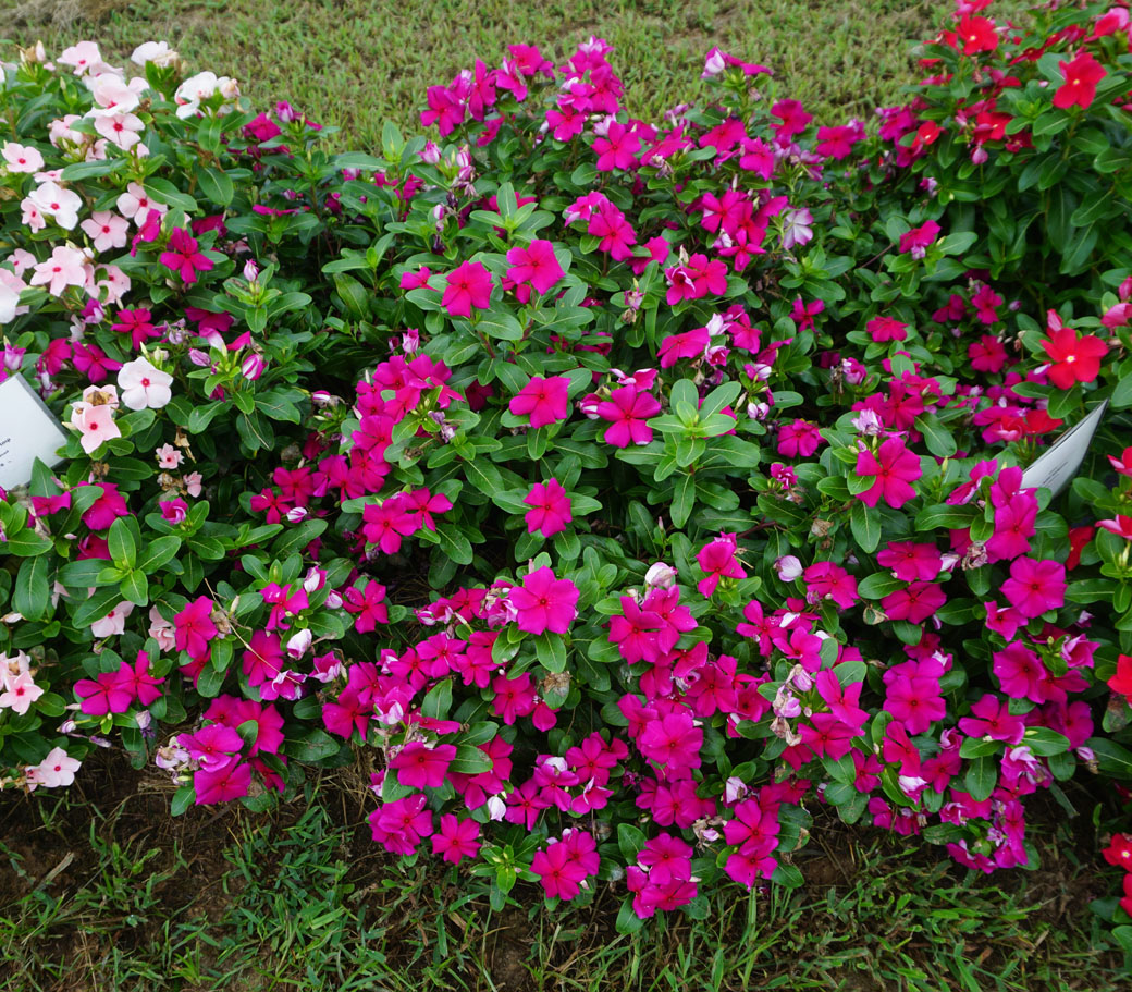 Summer 2020 Annuals – Vinca 